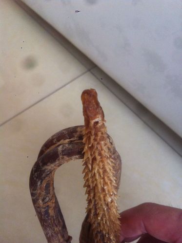 家里收藏的一根据说是虎鞭,求大神鉴定真假!