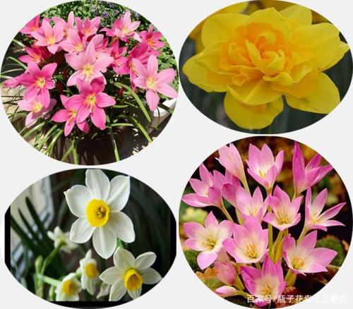 凌波仙子,水仙花,靓丽的一道风景线