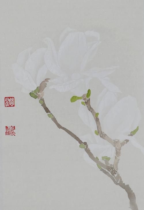 赵晨写生 玉兰辛夷没骨写生画稿