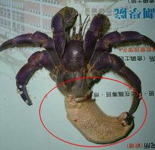 紫陆寄居蟹