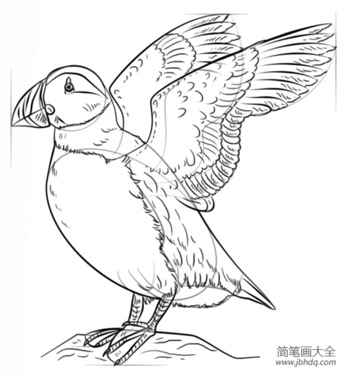 如何画角嘴海雀