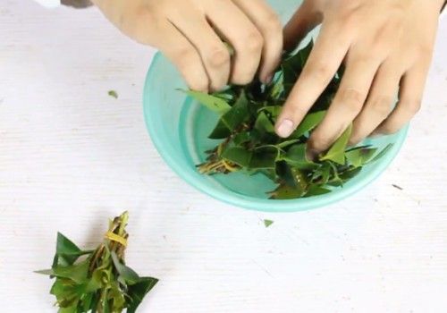 茶花扦插生根最快方法