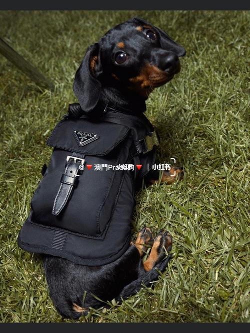 prada狗狗包_普拉达怎么样_狗狗_宠物_狗