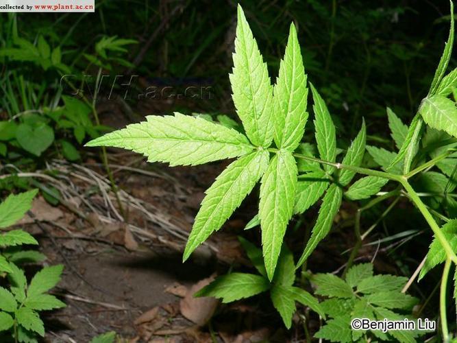 schulz 别名;:白花石芥菜 科:十字花科 family:brassicaceae 属:碎米