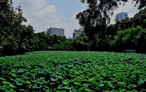 广州真正的夏天来了