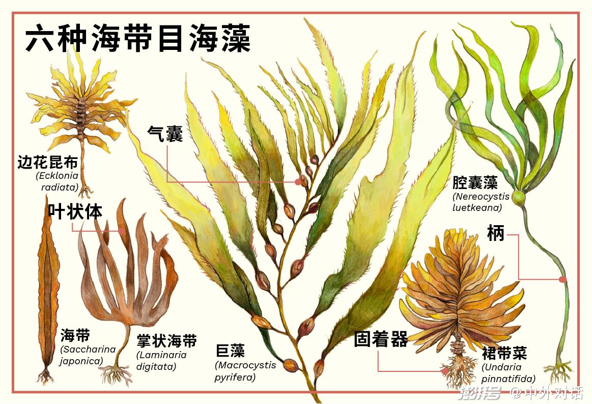 海中雨林重新认识海带的价值