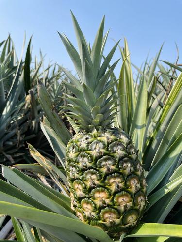 3月19日,在尖峰镇菠萝种植基地内,农户在采摘金钻凤梨.