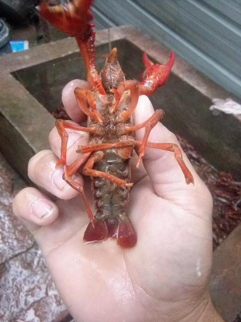 红壳小龙虾 人工养殖