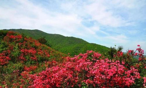 六春湖十万亩杜鹃,等你赏