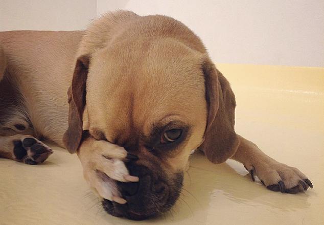 从狗狗的肢体语言中判断爱宠是快乐还是悲伤