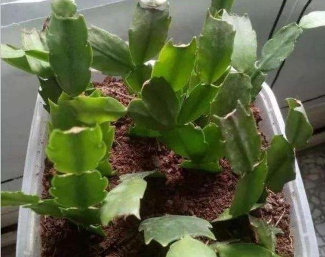 这5种花最好养剪下枝条插上就能生根很快长满花盆