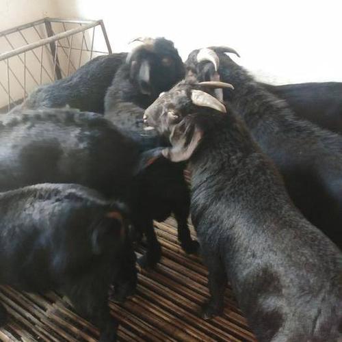 努比亚羊 黑山羊,努比亚黑山羊,种公羊