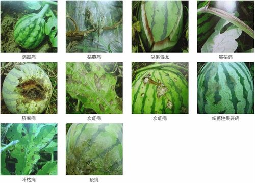 西瓜病害图谱