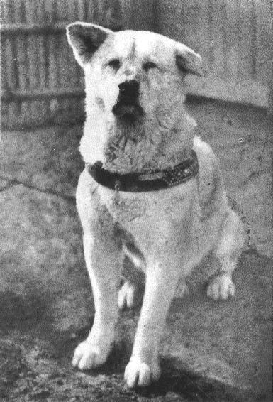 大学(现东京大学)农学部教授上野英三郎开始饲养该犬,并取名为"八公"