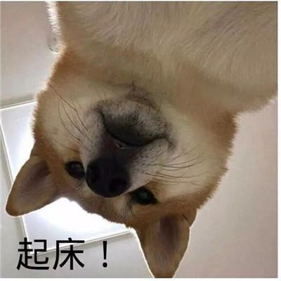 猫咪围观你起床的表情包合集