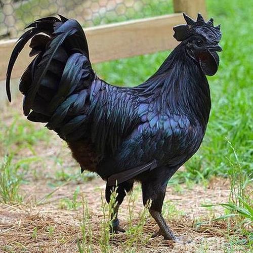 常年批发纯种芦花鸡苗大小种芦花鸡红芦花鸡黑芦花鸡苗土鸡麻鸡苗