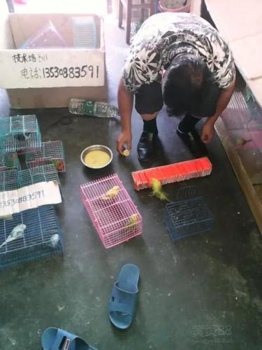 灵鸟算命灵鸟叼签算命小鸟叼签算命黄鸟叼签算命