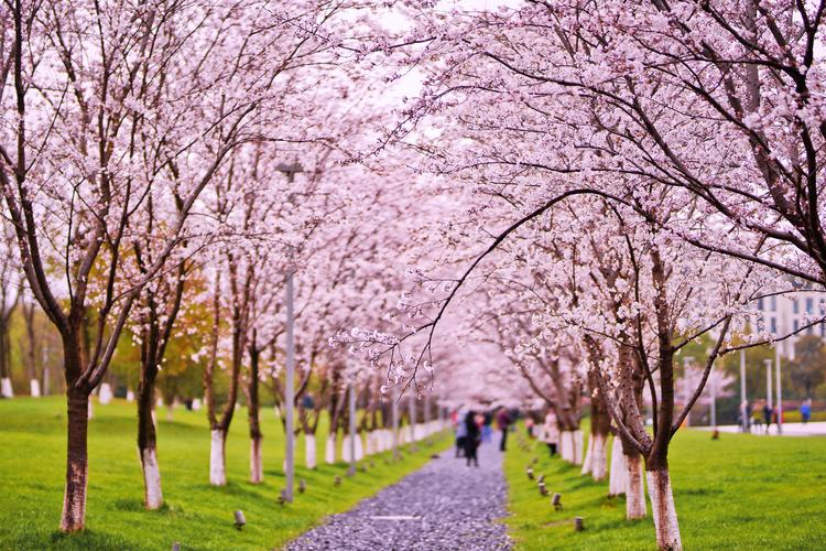 位于良渚文化村的樱花大道,非常适合拍照!