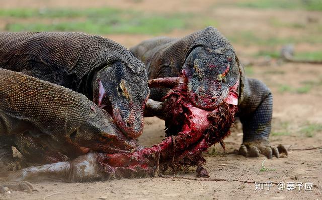 世界上最大最毒的蜥蜴科莫多巨蜥