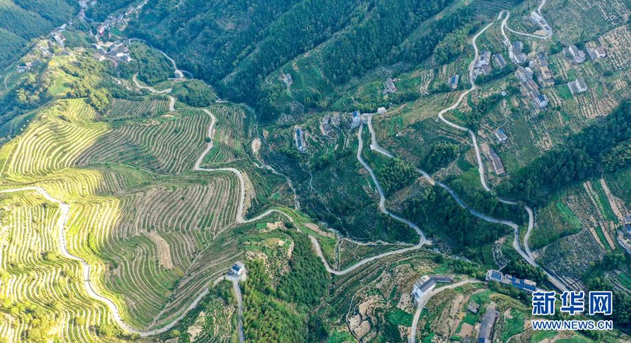 地处皖南歙县的璜田乡蜈蚣岭村海拨1100多米,依山而建的石砌梯地茶园