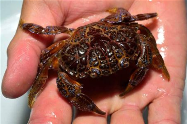 十大毒蟹排行 万氏怪蟹身上长满刺长相很奇怪