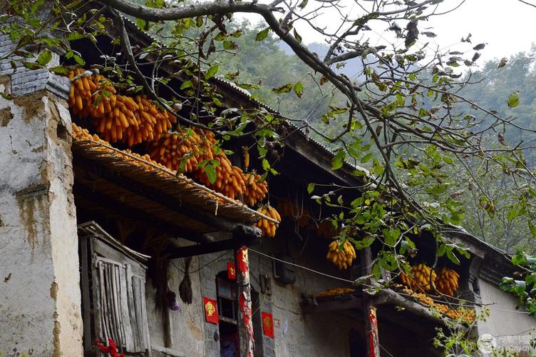风雨南阳部"山村秋色美"拍摄活动