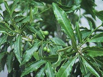 八爪金龙的功效与作用