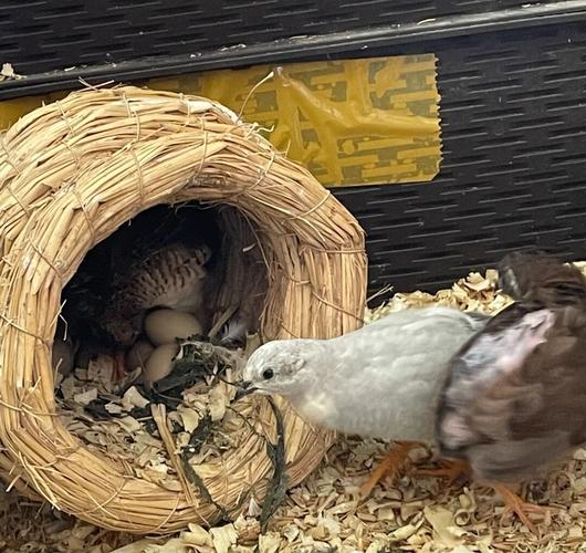 芦丁鸡这个算是抱窝了吗_宠物_宠物_宠物其他