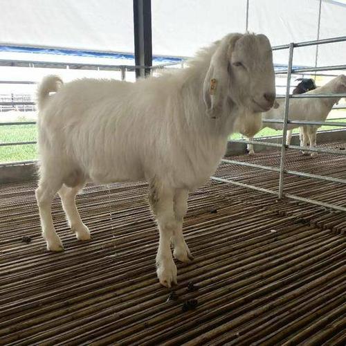 羊山羊 马头,波尔山羊种羊繁育基地我不是羊贩子是销售经理
