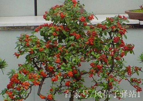 这"3种树",花开富贵,金玉满堂,养成"老桩"价值翻十倍