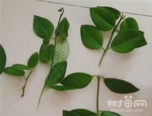 口红吊兰怎么扦插:7步图解