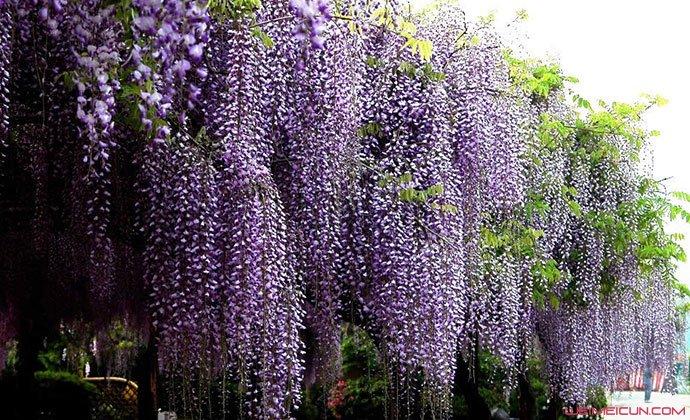 600岁巨型紫藤花被全部剪掉 揭具体详情及原因太可惜了