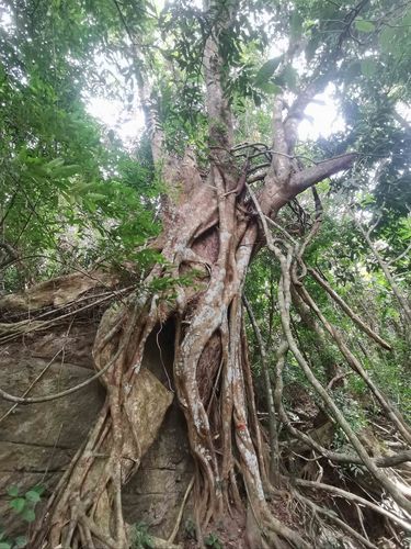 根深蒂固,枝繁叶茂,和我们的育儿一样一样的!