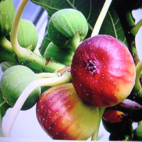 中国紫果无花果品种介绍中国紫果无花果树苗哪里卖的多