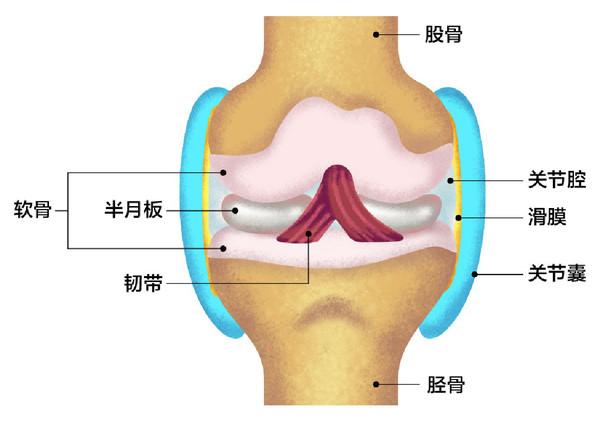 滑膜位于关节囊最内侧,具有分泌滑液的功能,软骨则