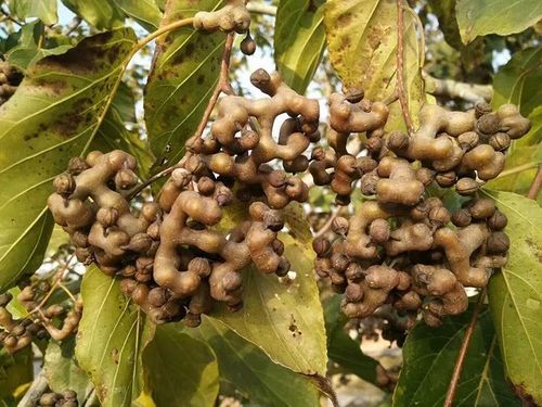 远安农村常见的野果,竟然有延年益寿的功效!你多久没吃过了?