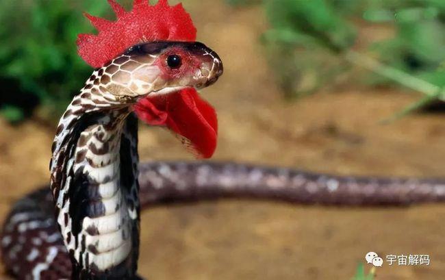 外号野鸡脖子身为无毒蛇却体含剧毒