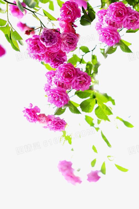 粉色婚礼手花花米花背景模板花标题水彩蔷薇花png蔷薇花png蔷薇花图pn