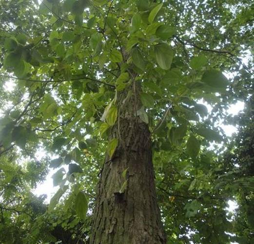 什么是真正的铁木砧板?如何辨别?在哪里能买到?