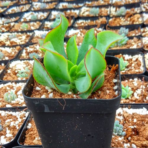 【海带|知更鸟】稀有品种吸甲醛防辐射阳台盆栽萱萱多肉植物园