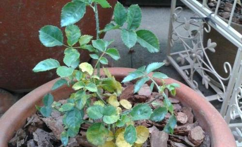 早春月季新叶没问题,底叶却总是发黄,懂了这3点才知道