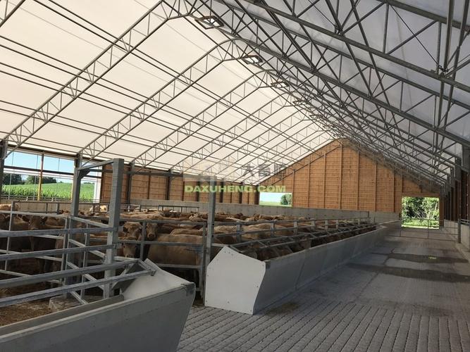 大棚结构牛舍