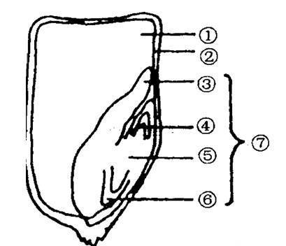 玉米种子的结构图简笔画