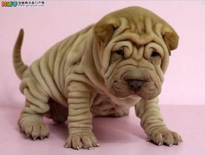 如何让沙皮狗爱上坐车