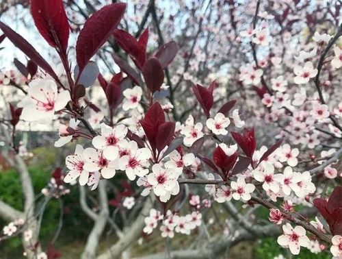 紫叶李:花朵白,叶紫红,开花的时候有紫红色叶子,经常被误认为樱花.