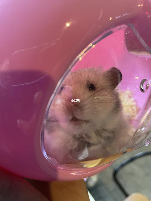 原来小仓鼠也会委屈!_仓鼠_宠物_宠物其他