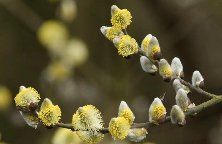 春日防柳絮指南_旱柳