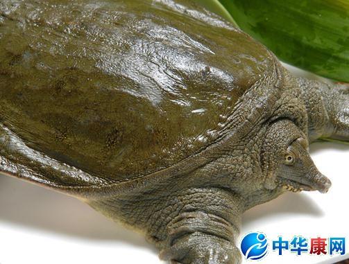 甲鱼吃什么