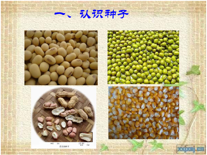 5.1植物种子的萌发 (共20张ppt)