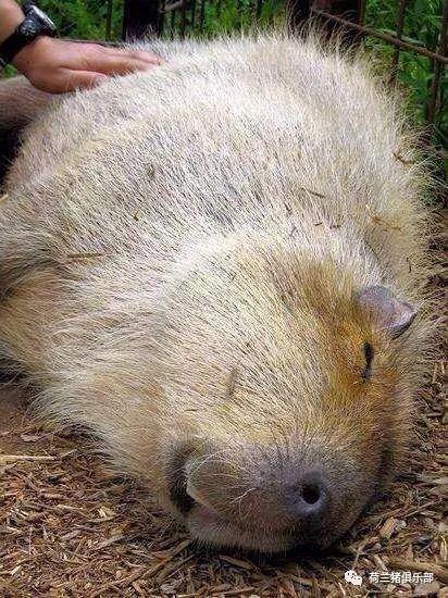 秘鲁巨型荷兰鼠?那是水豚,最大的豚鼠 猪友互动第134期